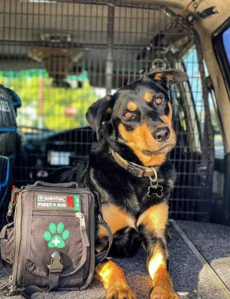 SURVIVAL First Aid KIT Pet