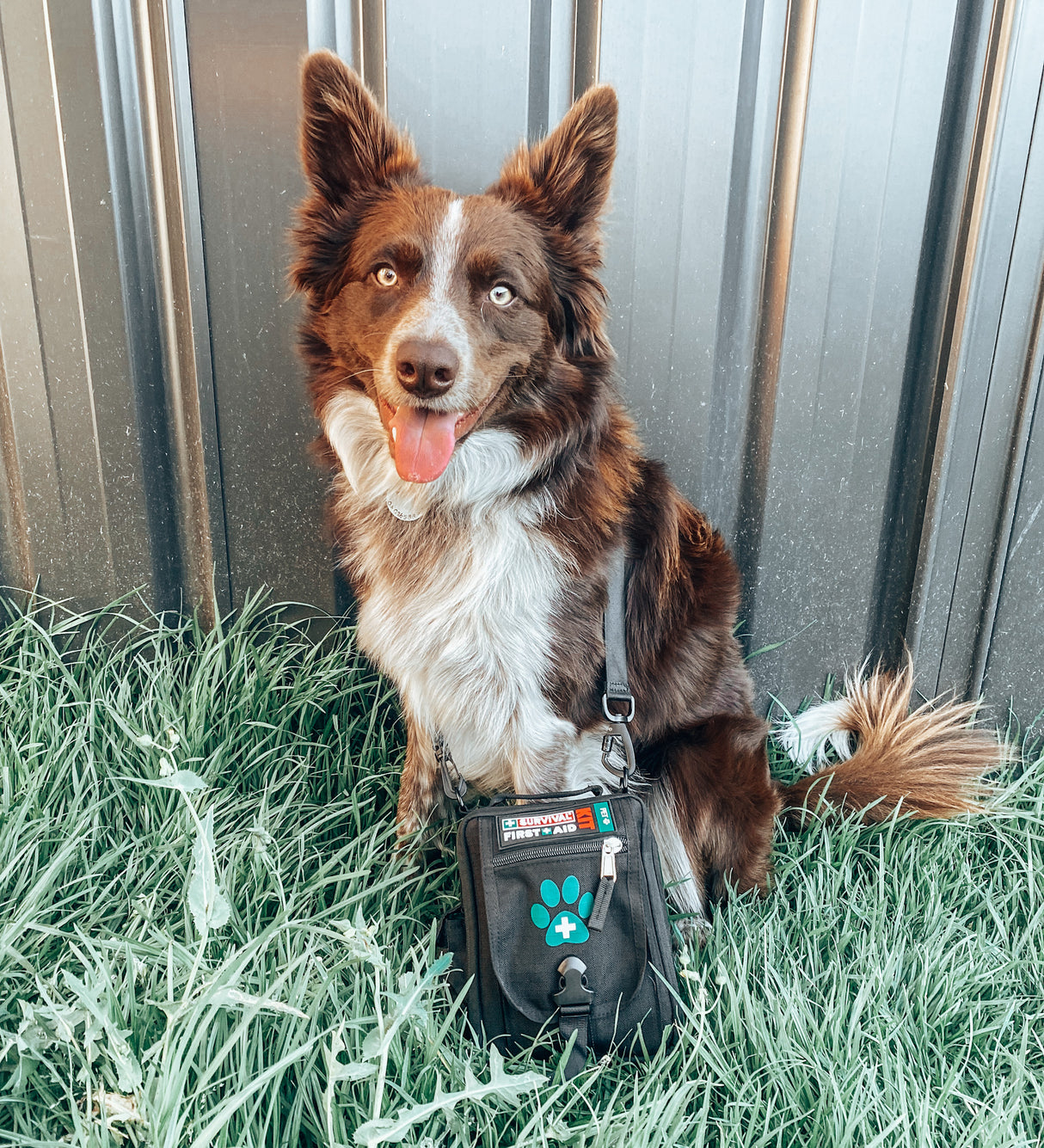 SURVIVAL First Aid KIT Pet
